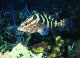 Image result for Epinephelus striatus