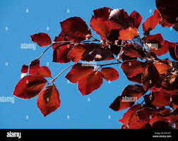 Attēlu rezultāti vaicājumam “Fagus sylvatica fo. purpurea flower”