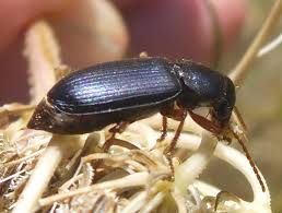 Attēlu rezultāti vaicājumam “Pseudoophonus rufipes”