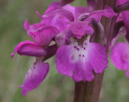 Attēlu rezultāti vaicājumam “Orchis mascula”
