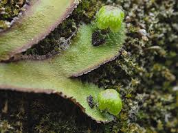 Attēlu rezultāti vaicājumam “Pellia epiphylla sporophyte”