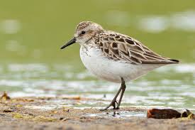 Image result for Calidris pusilla