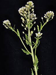 Attēlu rezultāti vaicājumam “Thlaspi arvense”