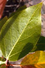 Attēlu rezultāti vaicājumam “Populus x berolinensis leaf”