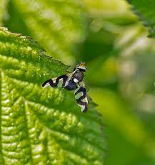 Attēlu rezultāti vaicājumam “Urophora cardui”