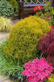 Attēlu rezultāti vaicājumam “Thuja occidentalis flower”