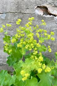 Image result for Alchemilla mollis