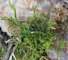 Attēlu rezultāti vaicājumam “Eurhynchium angustirete sporophyte”