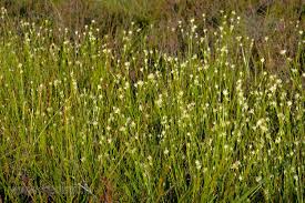 Attēlu rezultāti vaicājumam “Rhynchospora alba flower”