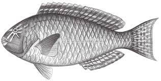 Image result for Calotomus carolinus