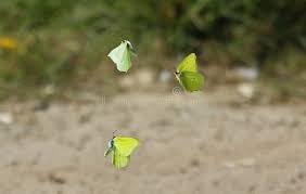 Attēlu rezultāti vaicājumam “Gonepteryx rhamni male”