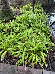 Attēlu rezultāti vaicājumam “Carex digitata leaf”