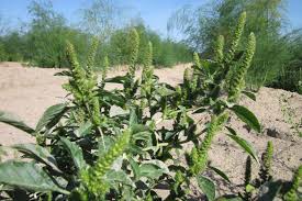 Attēlu rezultāti vaicājumam “Amaranthus retroflexus”