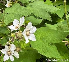 Attēlu rezultāti vaicājumam “Rubus parviflorus”