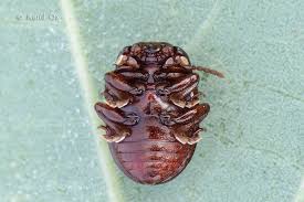 Attēlu rezultāti vaicājumam “Chrysolina staphylaea”