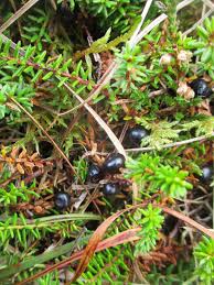 Attēlu rezultāti vaicājumam “Empetrum nigrum fruit”
