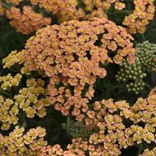 Attēlu rezultāti vaicājumam “Achillea millefolium flower”