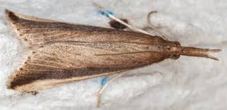 Attēlu rezultāti vaicājumam “Donacaula mucronella”