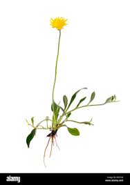 Attēlu rezultāti vaicājumam “Pilosella officinarum bud”