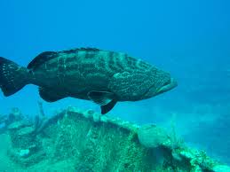 Image result for Mycteroperca bonaci