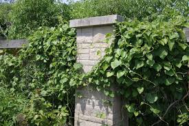 Attēlu rezultāti vaicājumam “Aristolochia durior”