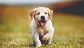 Afbeeldingsresultaat voor honden