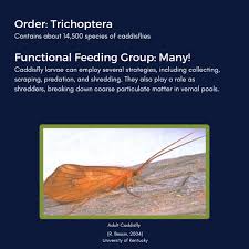 Attēlu rezultāti vaicājumam “Trichoptera”