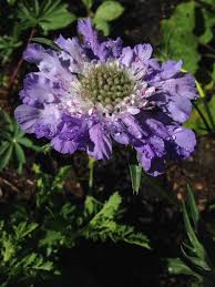 Image result for scabiosa caucasica