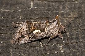 Attēlu rezultāti vaicājumam “Syngrapha interrogationis”