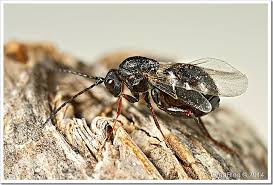 Attēlu rezultāti vaicājumam “Aulacidea hieracii”