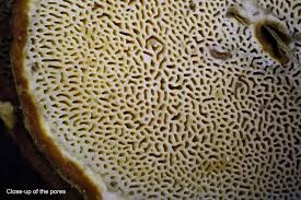 Attēlu rezultāti vaicājumam “Heterobasidion annosum”