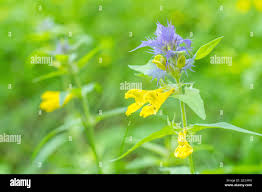 Attēlu rezultāti vaicājumam “Melampyrum nemorosum leaf”