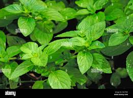 Attēlu rezultāti vaicājumam “Mentha aquatica leaf”