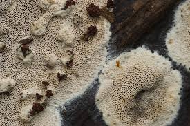 Attēlu rezultāti vaicājumam “Elmerina caryae”