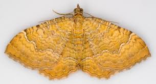 Attēlu rezultāti vaicājumam “Camptogramma bilineata”