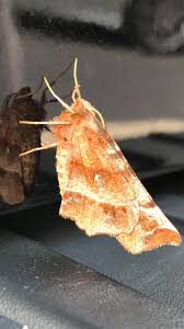 Attēlu rezultāti vaicājumam “Selenia dentaria larva”