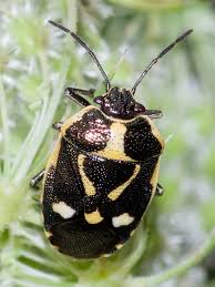 Attēlu rezultāti vaicājumam “Eurydema oleracea”