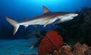 FLMNH Ichthyology Department: Caribbean reef shark