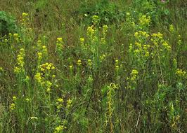 Attēlu rezultāti vaicājumam “Euphorbia virgata leaf”