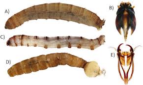 Attēlu rezultāti vaicājumam “Tipulidae larva”