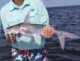 Image result for Bagre marinus