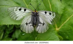 Attēlu rezultāti vaicājumam “Parnassius mnemosyne underside”