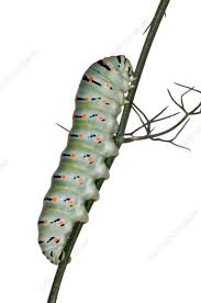 Attēlu rezultāti vaicājumam “Papilio machaon larva”