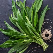 Image result for Bärlauch