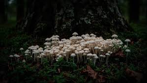 Attēlu rezultāti vaicājumam “Mycena filopes”
