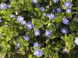 Attēlu rezultāti vaicājumam “Veronica persica leaf”