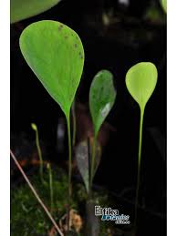 Attēlu rezultāti vaicājumam “Utricularia minor leaf”