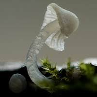 Attēlu rezultāti vaicājumam “Delicatula integrella”