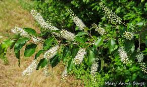 Attēlu rezultāti vaicājumam “Prunus serotina flower”