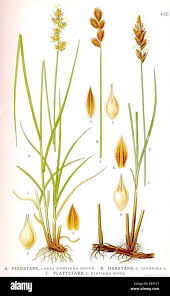 Attēlu rezultāti vaicājumam “Carex disticha”